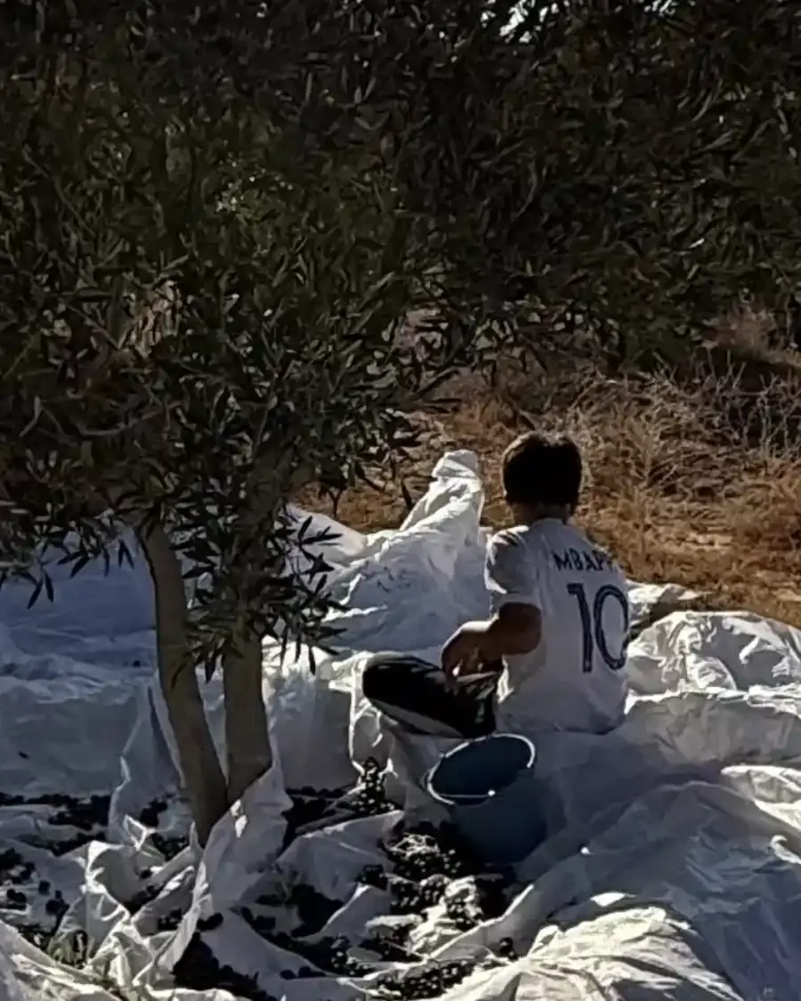 Olives tombées sur la bâche au pied d'un olivier, pendant la récolte familiale