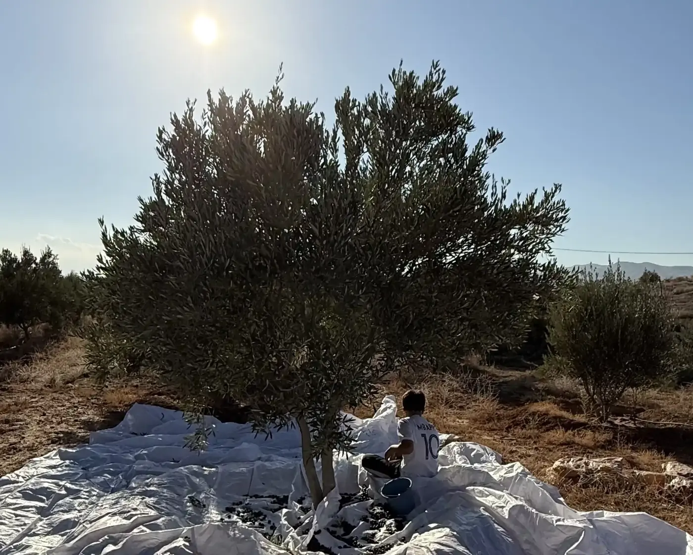 Récolte des olives en famille sous un olivier de notre terre, à Taza (Maroc)